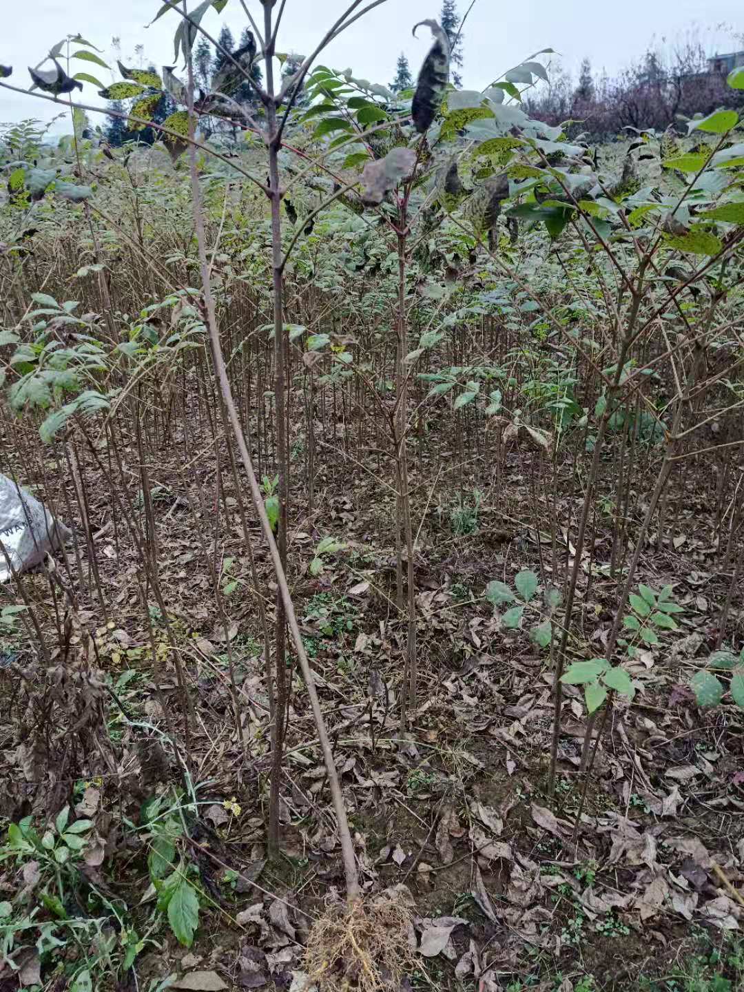 黃柏一至二年苗 - 恩施市順通苗木種植專業合作社